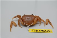 藏品(拉氏清溪蟹)的圖片